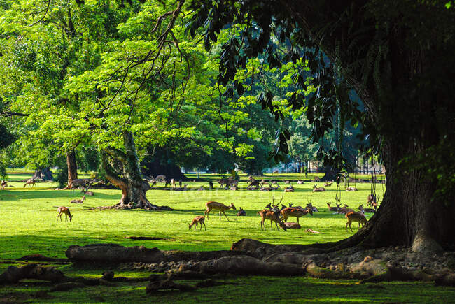 Cervi nei giardini botanici di Bogor, Bogor, Giava occidentale, Indonesia — Foto stock