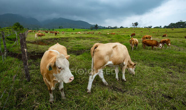 Mucche in un campo, Sungai Beringin Village, Payakumbuh, West Sumatra, Indonesia — Foto stock