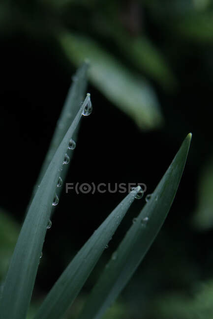 Close-up of dew drops on a plant, England, UK - foto de stock