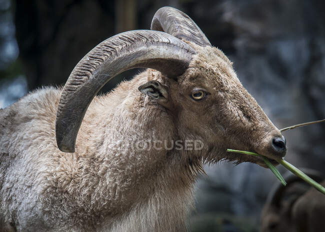 Retrato de una cabra montés comiendo hierba, Indonesia - foto de stock
