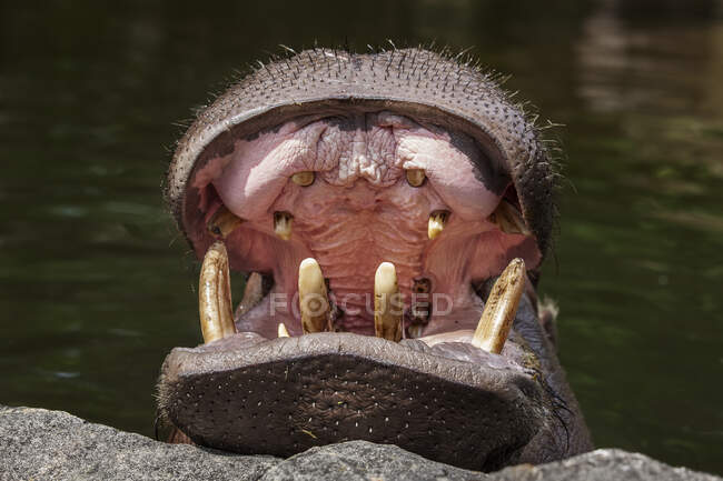 Primo piano della bocca aperta di un ippopotamo, Indonesia — Foto stock