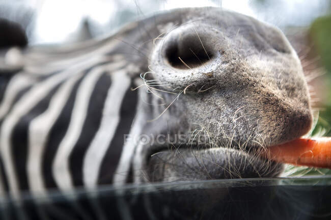 Close-up of a zebra eating a carrot, Indonesia — Stock Photo