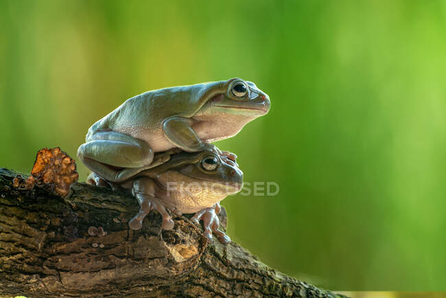 Dos ranas arbóreas verdes australianas una encima de la otra en una rama, Indonesia - foto de stock