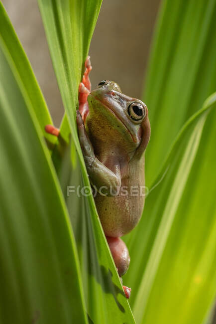 Australian green tree frog on a plant, Indonesia — Stock Photo