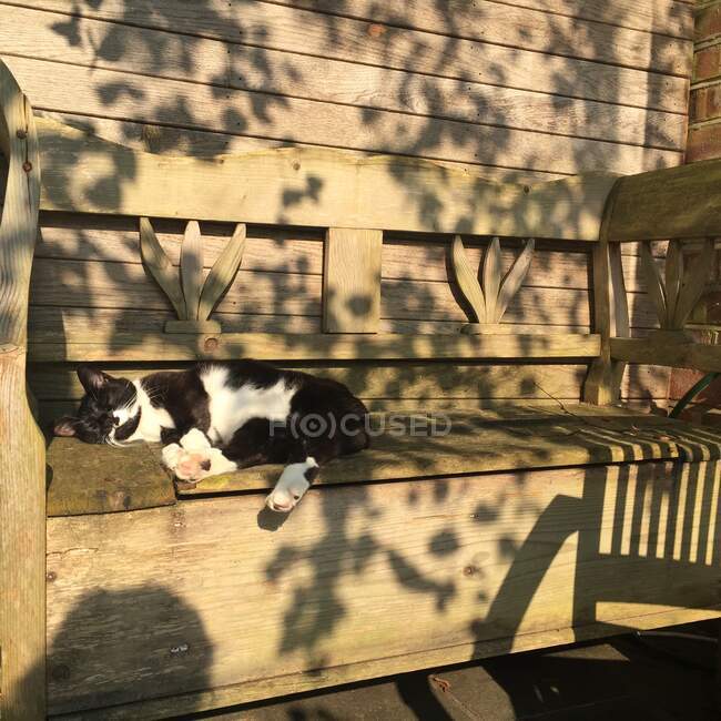 Cat sleeping on a bench in the sun, England, UK — Stock Photo