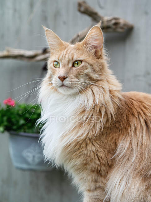 Portrait of a Maine Coon cat in a garden - foto de stock