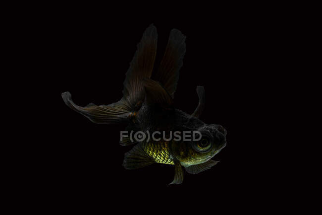 Primer plano de un pez dorado negro - foto de stock