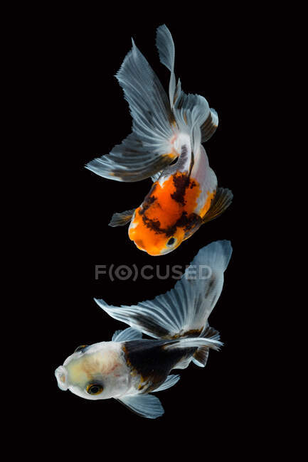Due bellissimi pesci rossi su sfondo scuro, vista da vicino — Foto stock