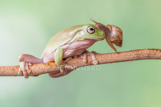 Caracol arrastrándose sobre la cara de una rana arborícola en una rama, Indonesia - foto de stock
