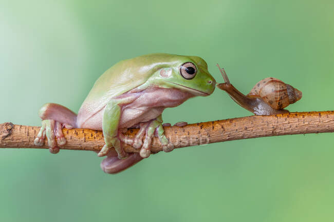 Tree frog and a snail on a branch, Indonesia — Stock Photo
