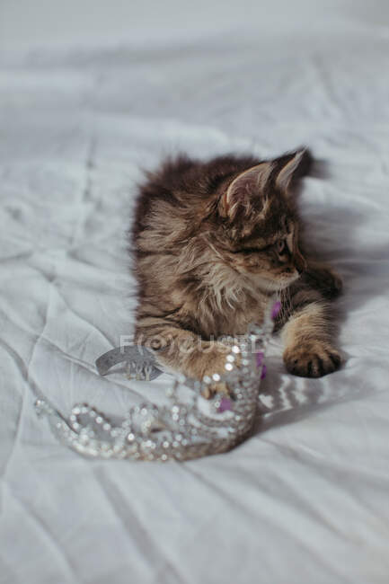 Котёнок лежит на кровати и играет с игрушечной короной. — стоковое фото