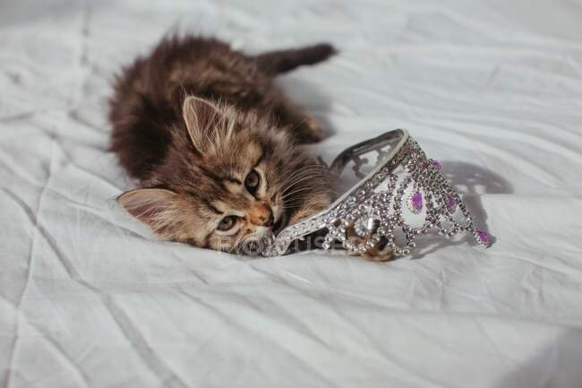 Kitten lying on a bed playing with a toy crown — Stock Photo