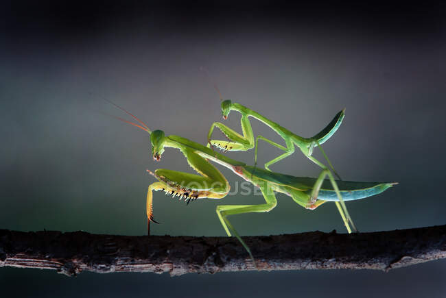 Dos mantis rezando apareamiento, Indonesia - foto de stock