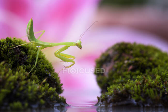 Close-up of a praying mantis on moss, Indonesia — Stock Photo