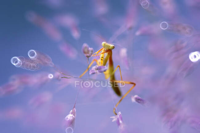 Close-up of a praying mantis on a plant with purple bokeh background, Indonesia — Stock Photo
