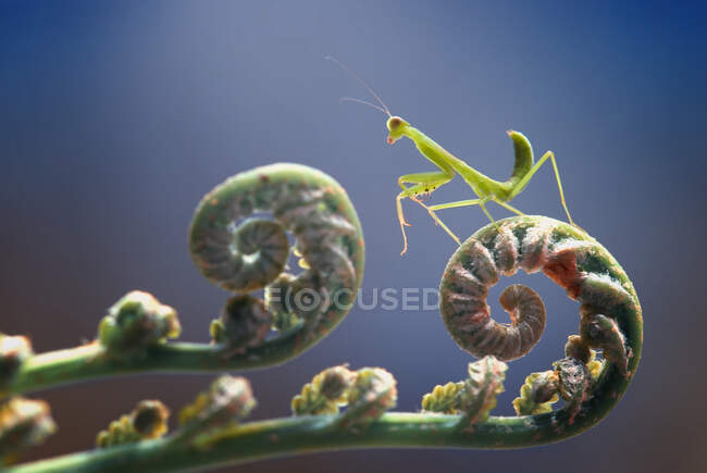Close-up of a praying mantis on a plant, Indonesia — Stock Photo