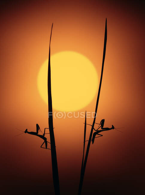 Silhouette de deux mantes priantes sur l'herbe au coucher du soleil, Indonésie — Photo de stock