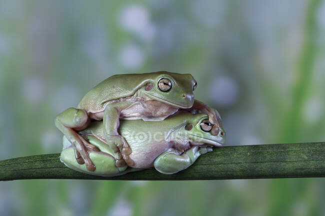 Two Australian white tree frogs sitting on branch on top of each other, Indonesia — Stock Photo