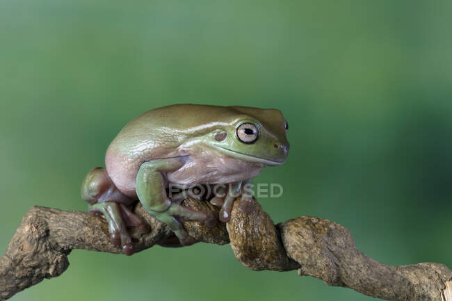 Australischer weißer Laubfrosch sitzt auf einem Ast, Indonesien — Stockfoto