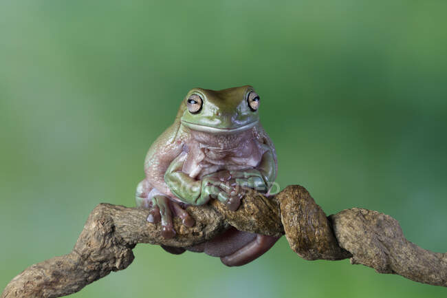 Australian white tree frog sitting on a branch, Indonesia — Stock Photo