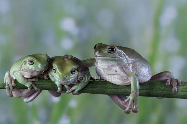 Three Australian white tree frogs sitting on branch side by side, Indonesia — Stock Photo