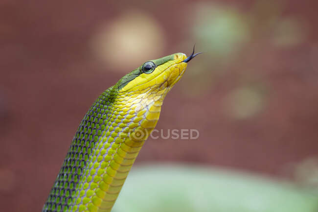 Close-up de uma cobra Gonyosoma cintilando sua língua, Indonésia — Fotografia de Stock