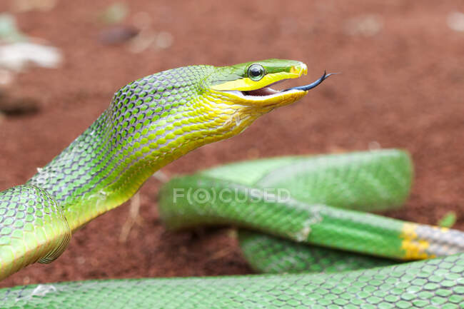 Primer plano de una serpiente goniosoma moviendo su lengua, Indonesia - foto de stock