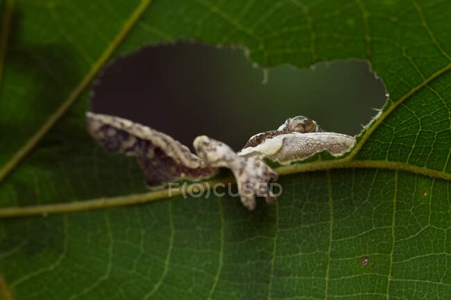 Bébé gecko volant camouflage sur feuilles sèches avec fond noir — Photo de stock