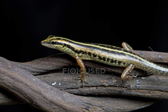 Gold striped tree skink lizard on a branch, Indonesia — Stock Photo