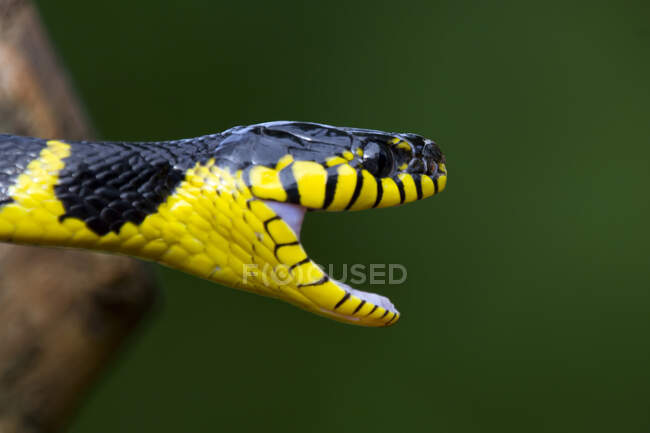 Primer plano de una serpiente de Boiga, Indonesia - foto de stock