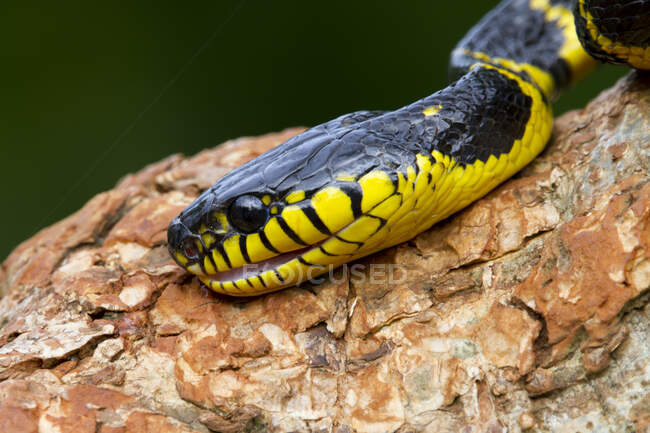 Primo piano di un serpente Boiga, Indonesia — Foto stock
