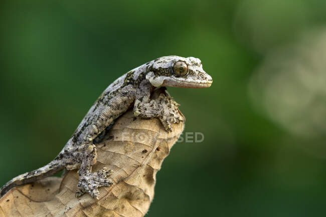 Juvenile Flying gecko on a dry leaf, Indonesia - foto de stock