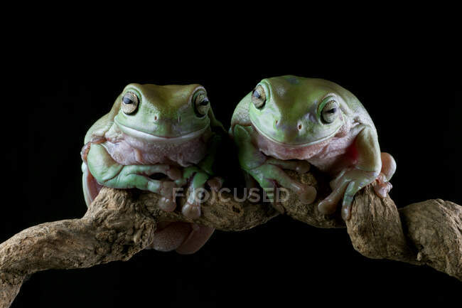 Дві австралійські деревні жаби на гілці, Індонезія. — стокове фото