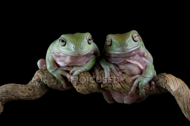 Two Australian Tree frogs on a branch, Indonesia — Stock Photo