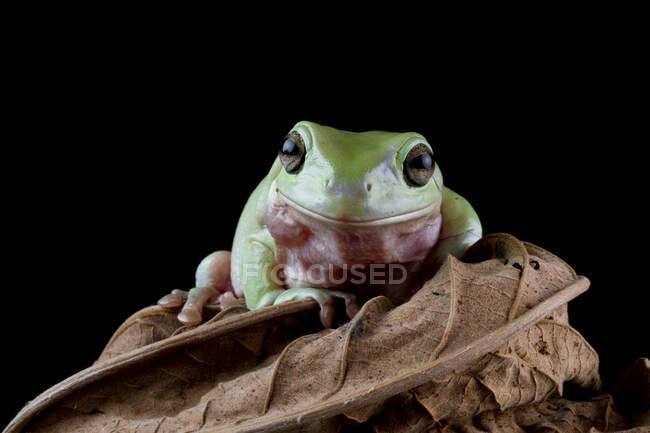 Австралийская древесная лягушка сидит на листе, Индонезия — стоковое фото