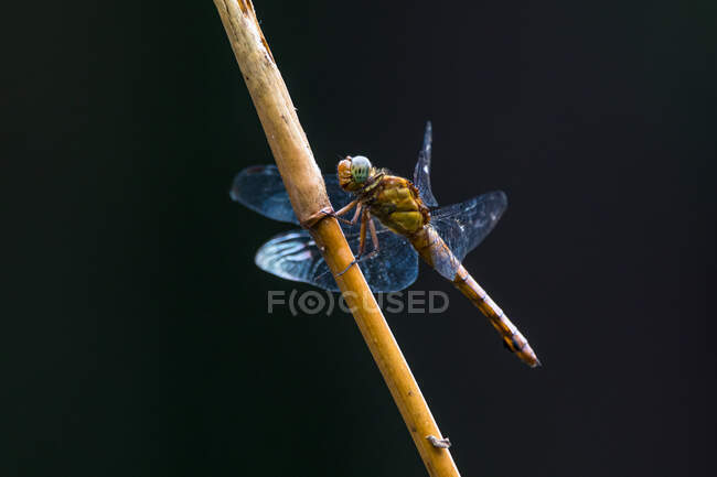 Close-up of a dragonfly on a branch, Indonesia - foto de stock