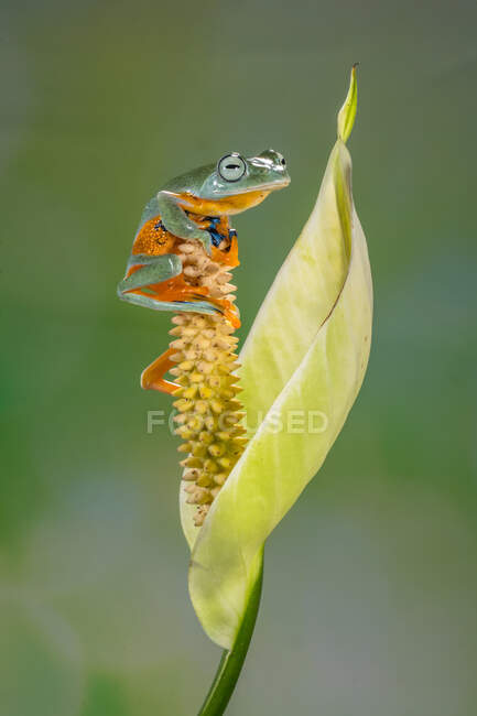 Nahaufnahme eines fliegenden Frosches auf einer Blume, Indonesien — Stockfoto