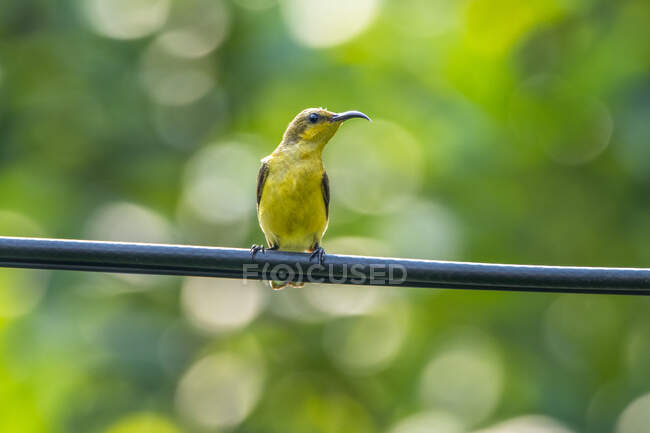 Portrait of an olive backed sunbird perched on a cable, Indonesia — Stock Photo