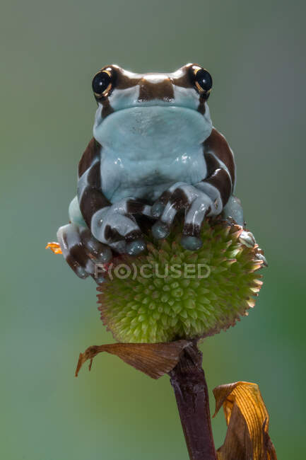 Крупный план амазонской молочной лягушки на цветочном бутоне, Индонезия — стоковое фото