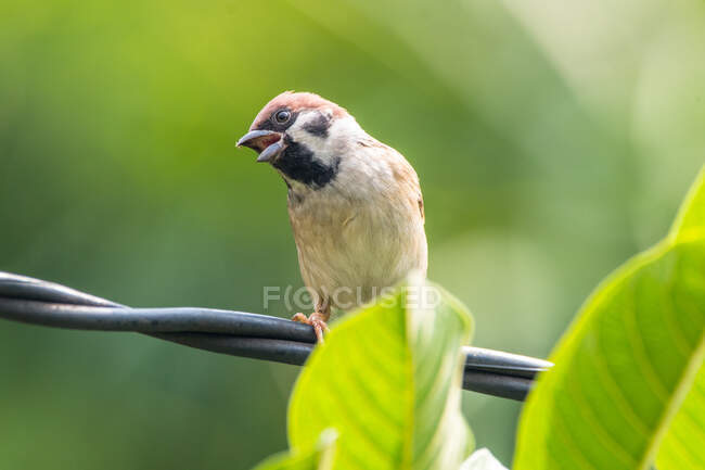 Beautiful sparrow perched on cable, Indonesia - foto de stock