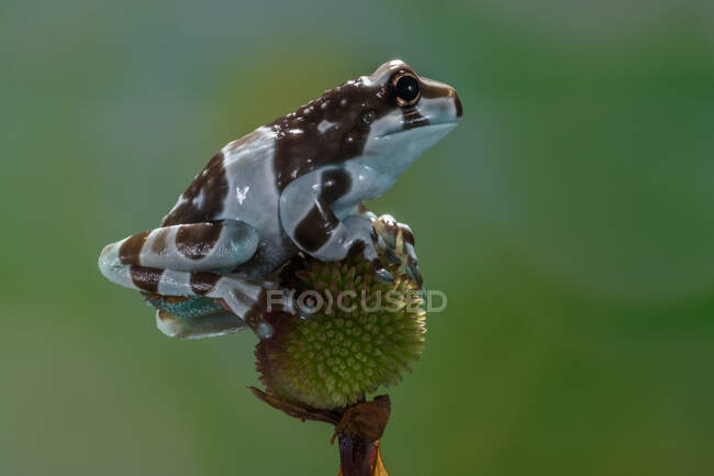 Nahaufnahme eines Amazonas-Milchfroschs auf einer Blütenknospe, Indonesien — Stockfoto