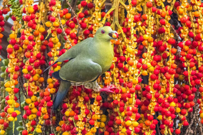 Portrait of a green pigeon eating palm fruits, Indonesia — Stock Photo