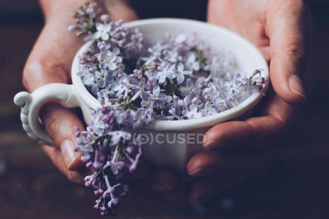 Woman holding a tea cup filled with purple lilac flowers — Stock Photo