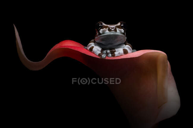 Primer plano de una rana lechera amazónica sentada sobre una flor, Indonesia - foto de stock