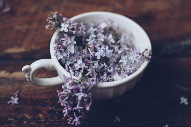 Tea cup filled with purple lilac flowers — Stock Photo
