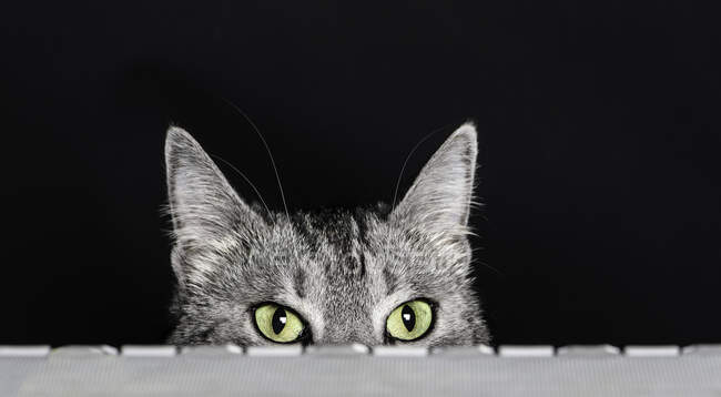Close-Up of a cat peeking over the edge of a table — Stock Photo