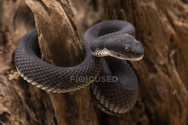 Black Mangrove Pit Viper coiled around a branch, Indonesia — Stock Photo