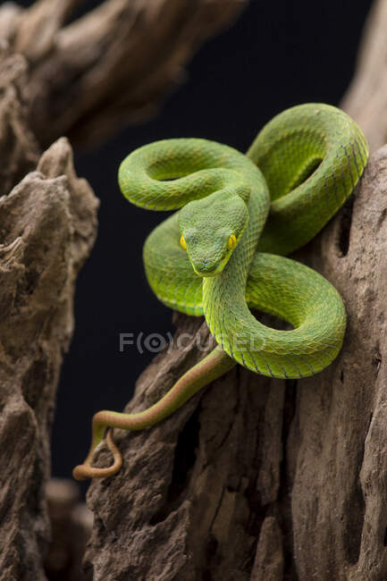Green Pit Viper ready to strike, Indonesia — Stock Photo