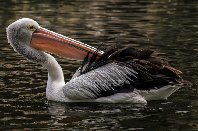 Pelicano preening suas penas em um lago, Indonésia — Fotografia de Stock