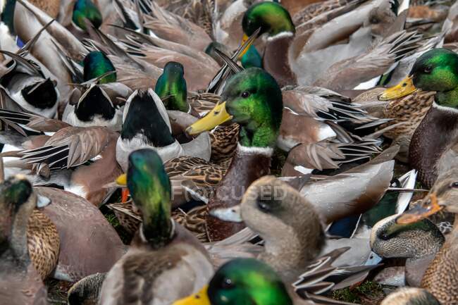 Gros plan d'un troupeau de canards colverts, Canada — Photo de stock